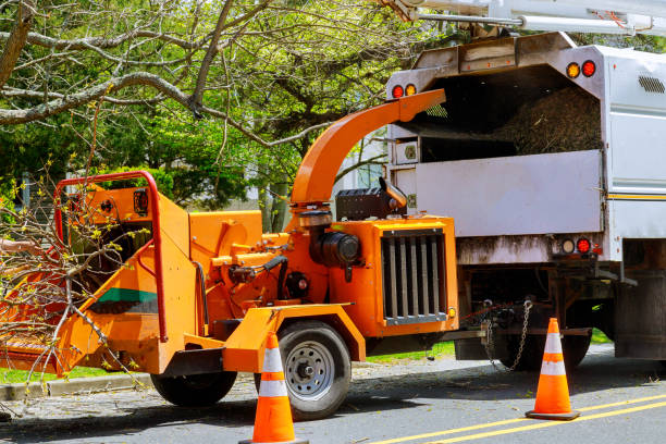 Professional Tree Removal and Landscaping Services in Shell Lake, WI